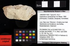 Foto (Objket + Etiketten) von Goniodromites bidentatus (Reuss, 1858) 